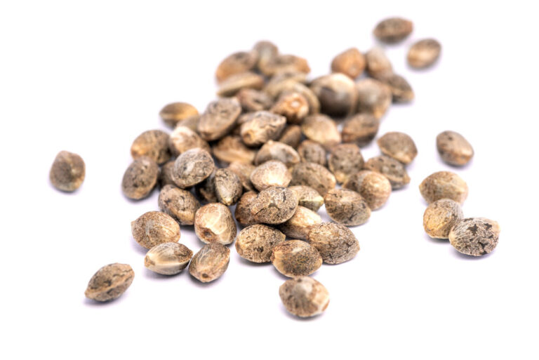 cannabis seeds