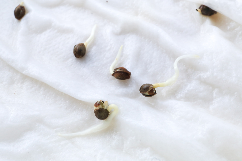 cannabis seeds germinating in paper towel