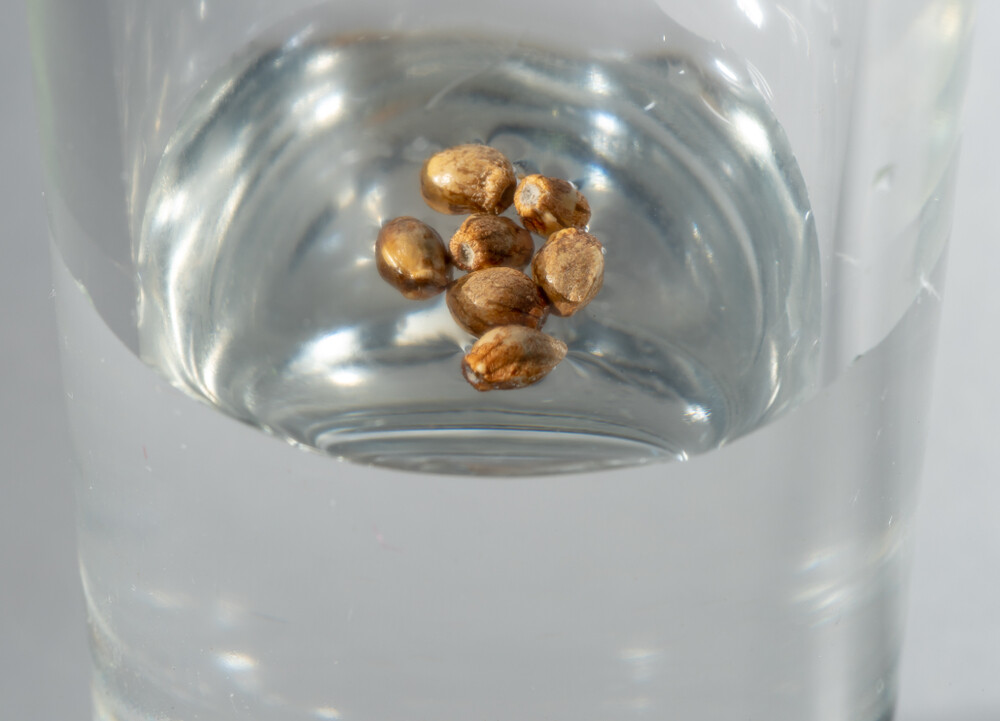 cannabis seeds in glass of water