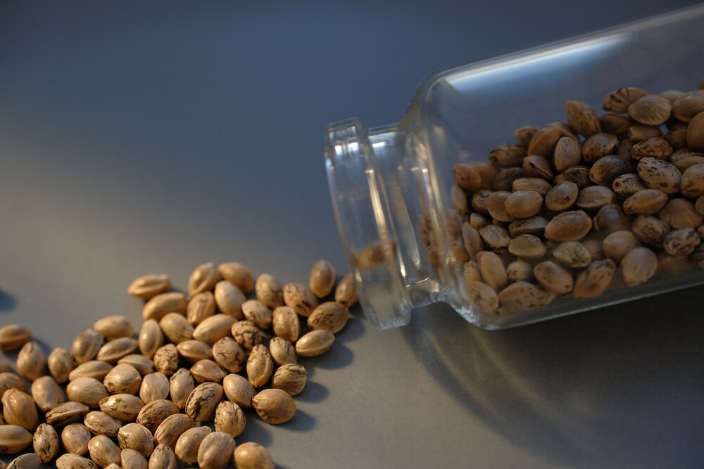 cannabis seeds in mason jar