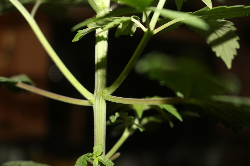 close of cannabis plant stem