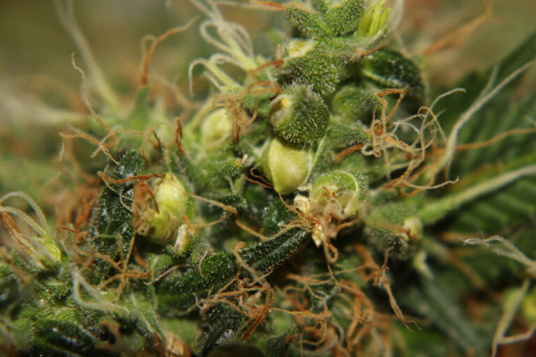 close of hermaphrodite cannabis plant with male pollen sacs and female pistils