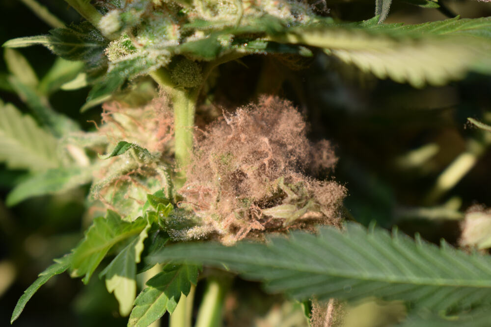 close up of bud rot on cannabis plant