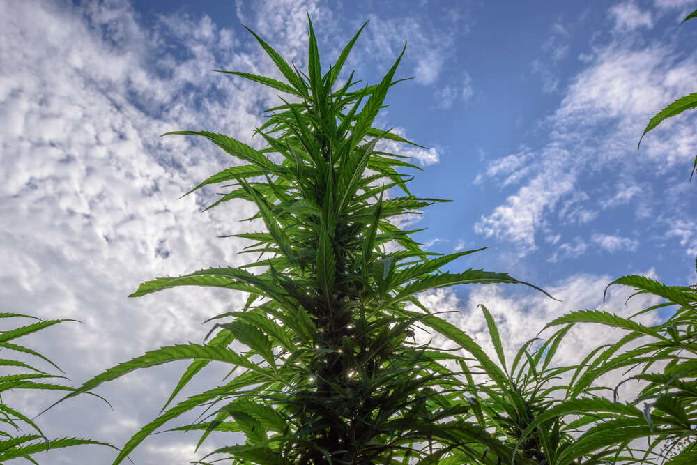 close up of cannabis plant growing outdoors