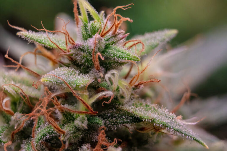 close up of cannabis plant with orange hairs