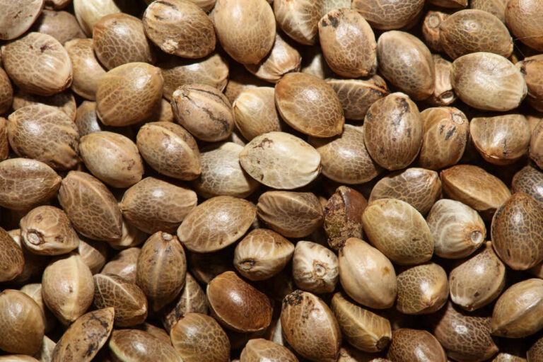 close up of cannabis seeds