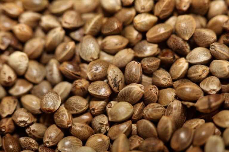 close up of cannabis seeds