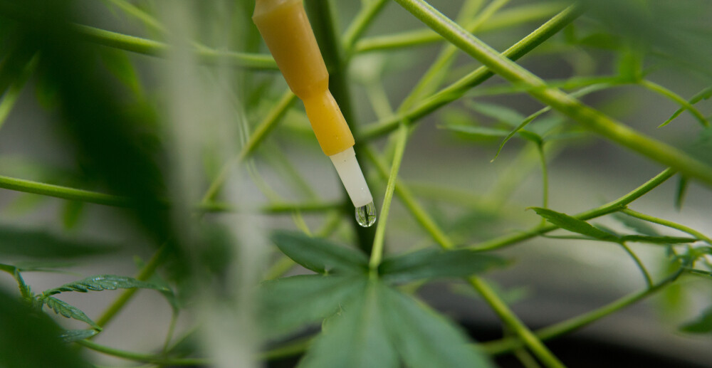 close up of drip irrigation dripper watering cannabis plant