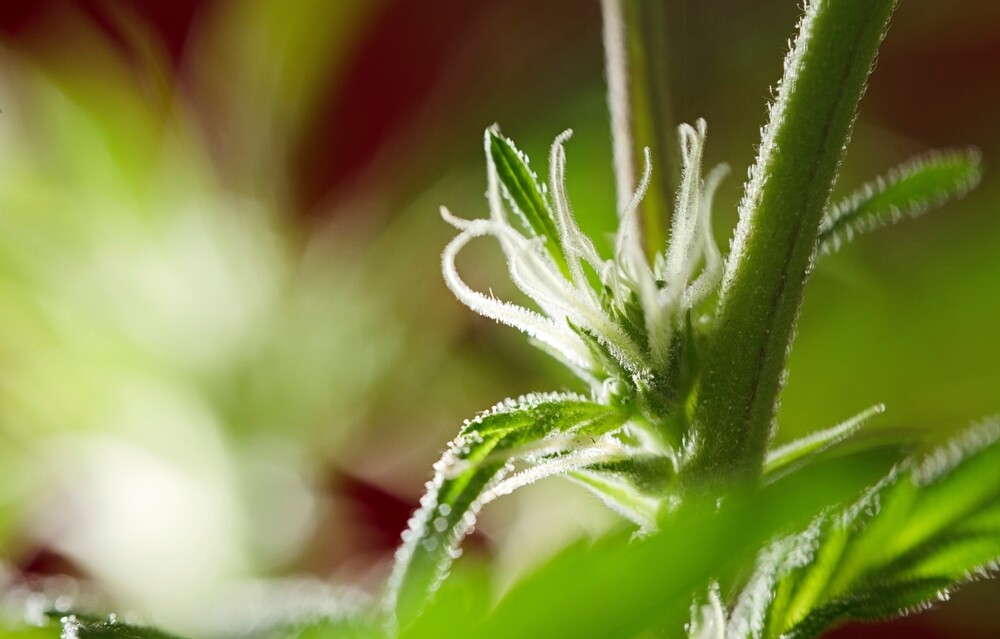 close up of female cannabis plant with white pistils