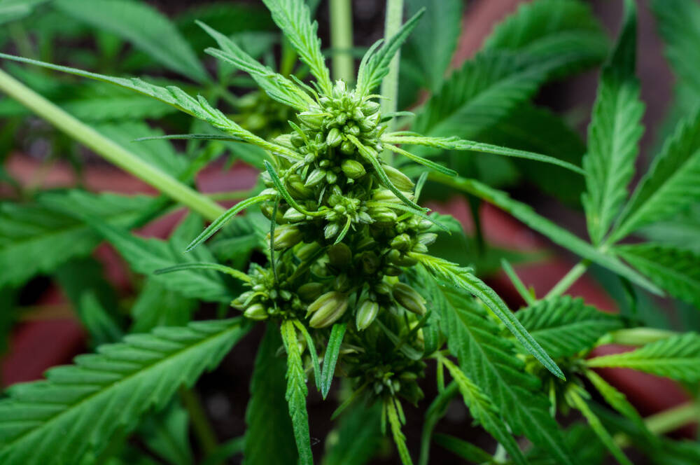 close up of male cannabis plant