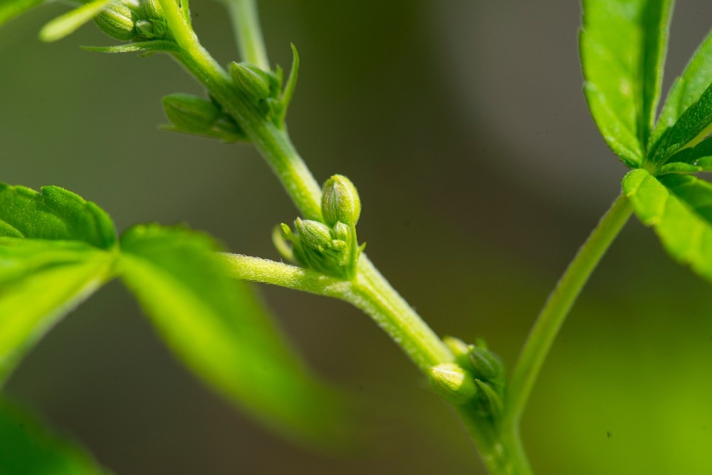 close up of male cannabis plant pollen sacs.