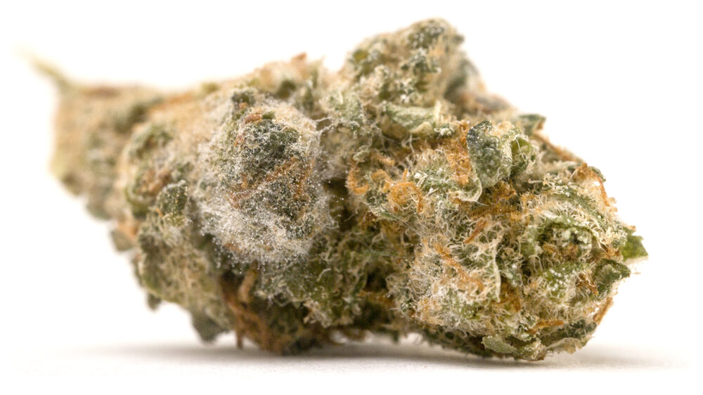 close up of moldy cannabis bud