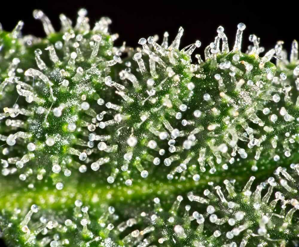 macro close up of trichomes on cannabis 