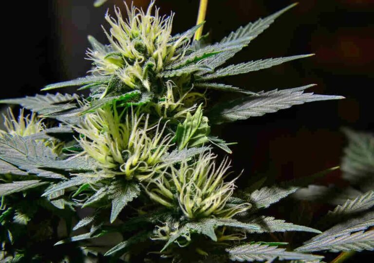 early signs of female cannabis plant flowering