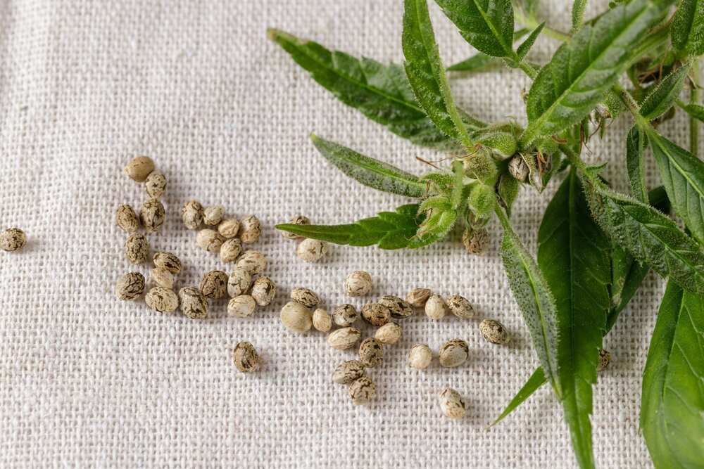 female cannabis plant producing seeds after pollinated by male cannabis plant