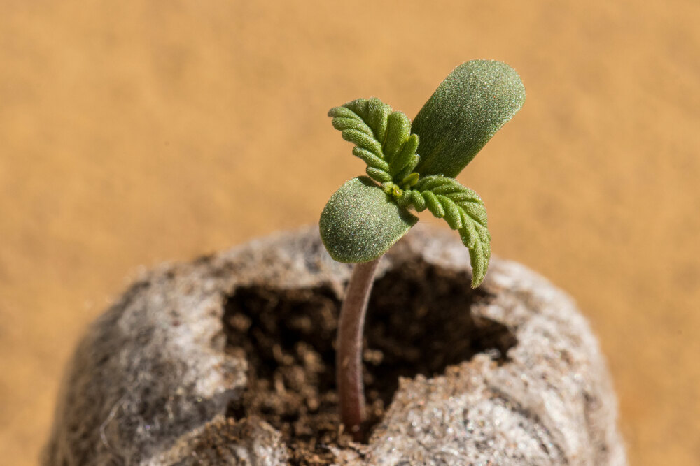 germination of a cannabis plant in peat