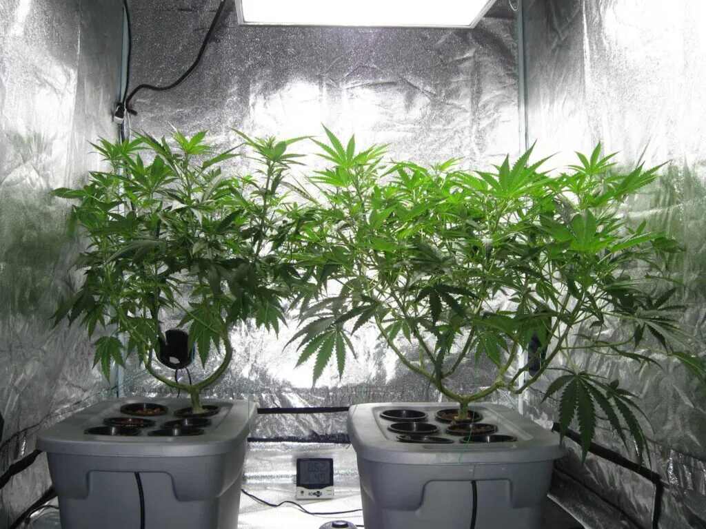 growing cannabis in hydroponics