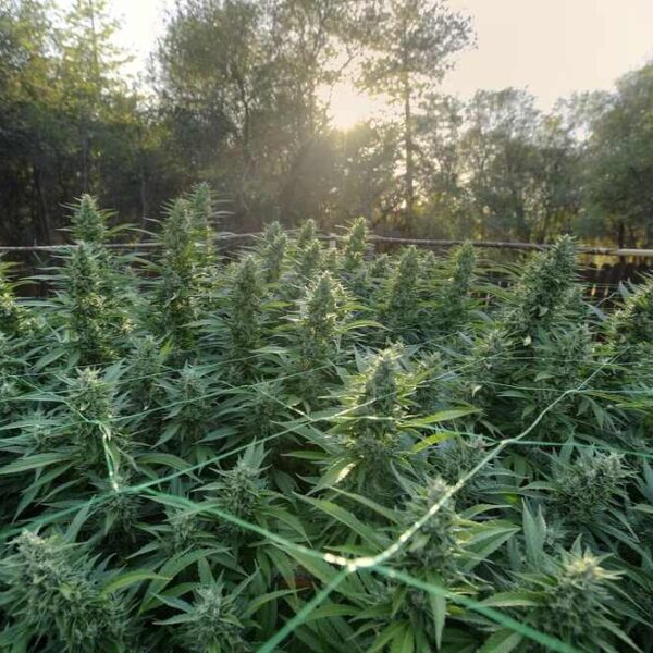 How to Grow Cannabis Outdoors