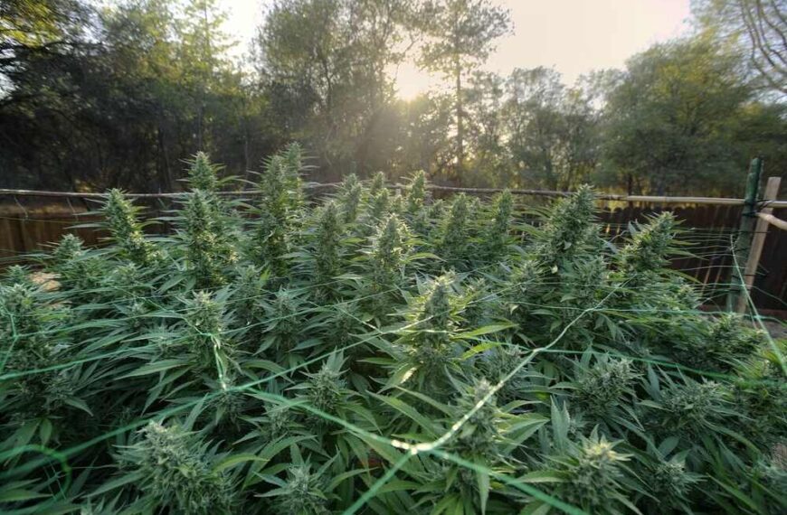 How to Grow Cannabis Outdoors