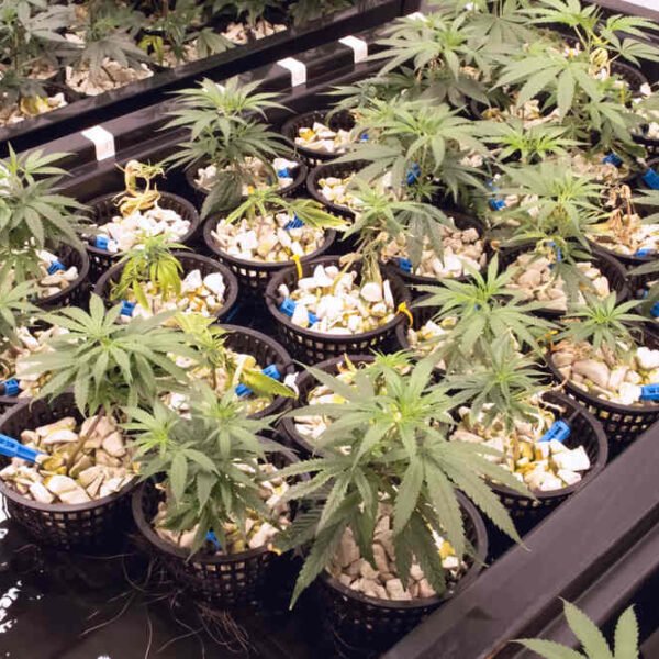 How to Grow Cannabis Using Hydroponics