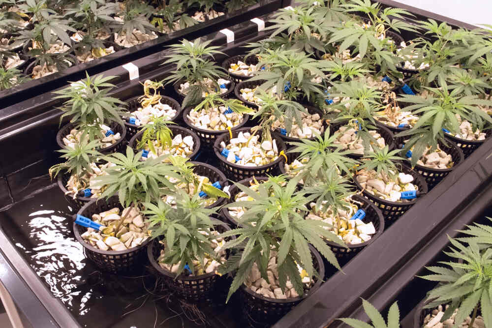 growing cannabis plants using hydroponics