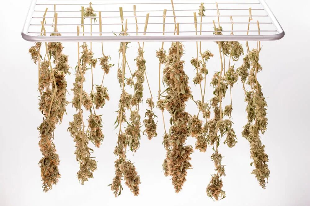 hang drying individual cannabis branches