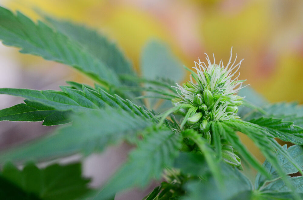 hermie plant with male pollen sacs and female pistils