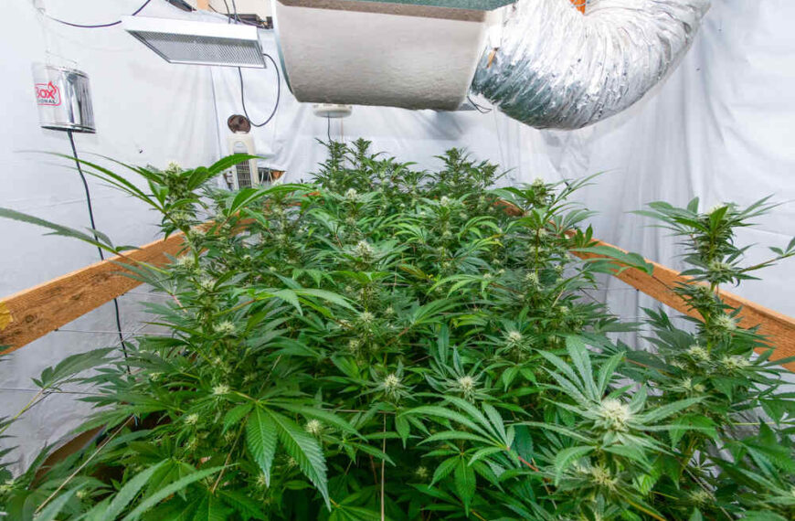 How to Make a Cannabis Grow Room