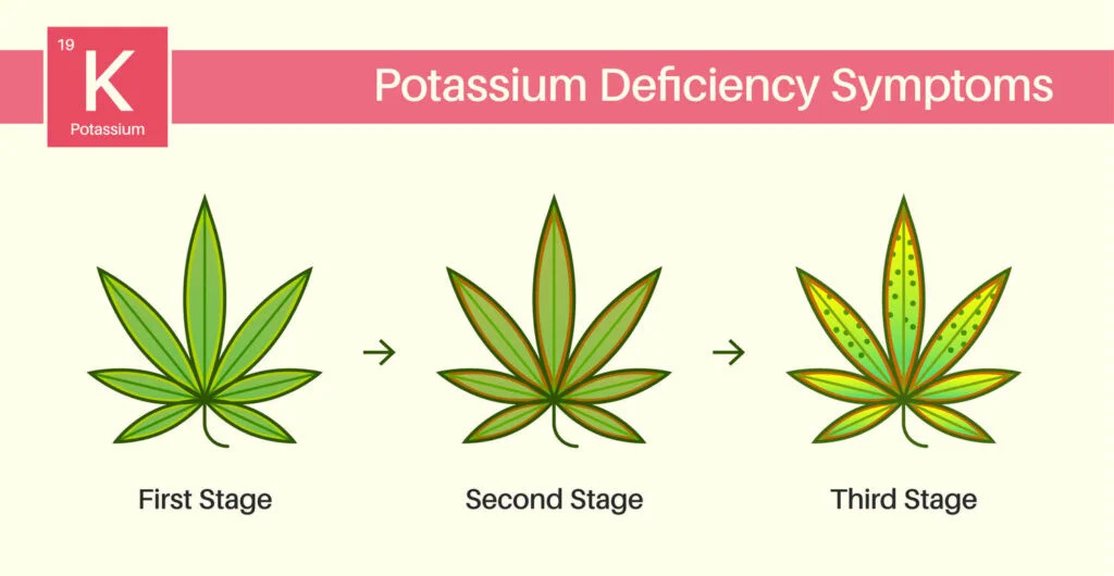 illustration showing the different-stages of potassium deficiency in cannabis leaves