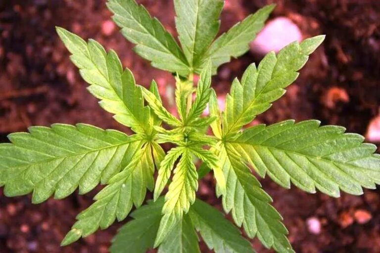 iron deficiency on new marijuana leaves