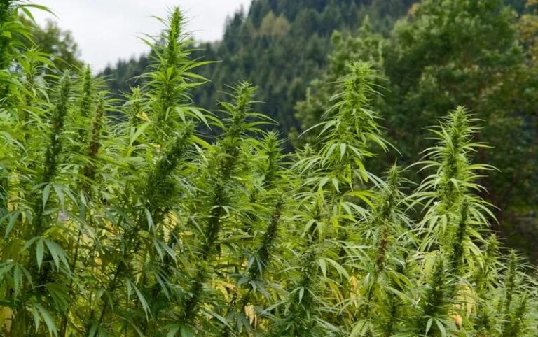 Landrace Sativa cannabis plants