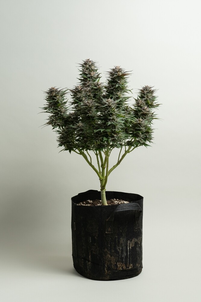 lollipop grown cannabis plant