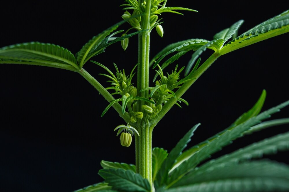 male cannabis plant showing pollen sacs