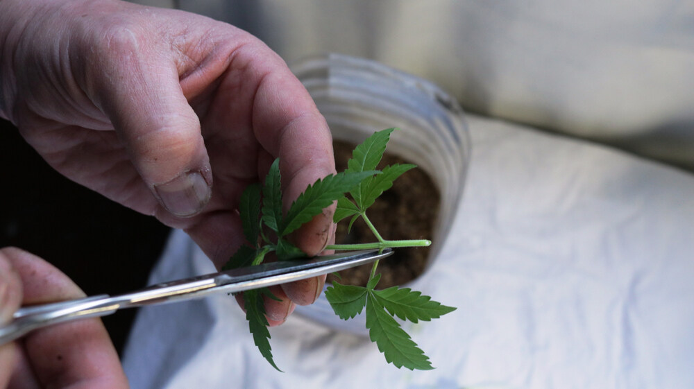 man holding an off cut to be used for a clone