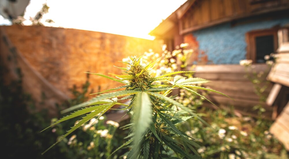 marijuana plant growing outdoors