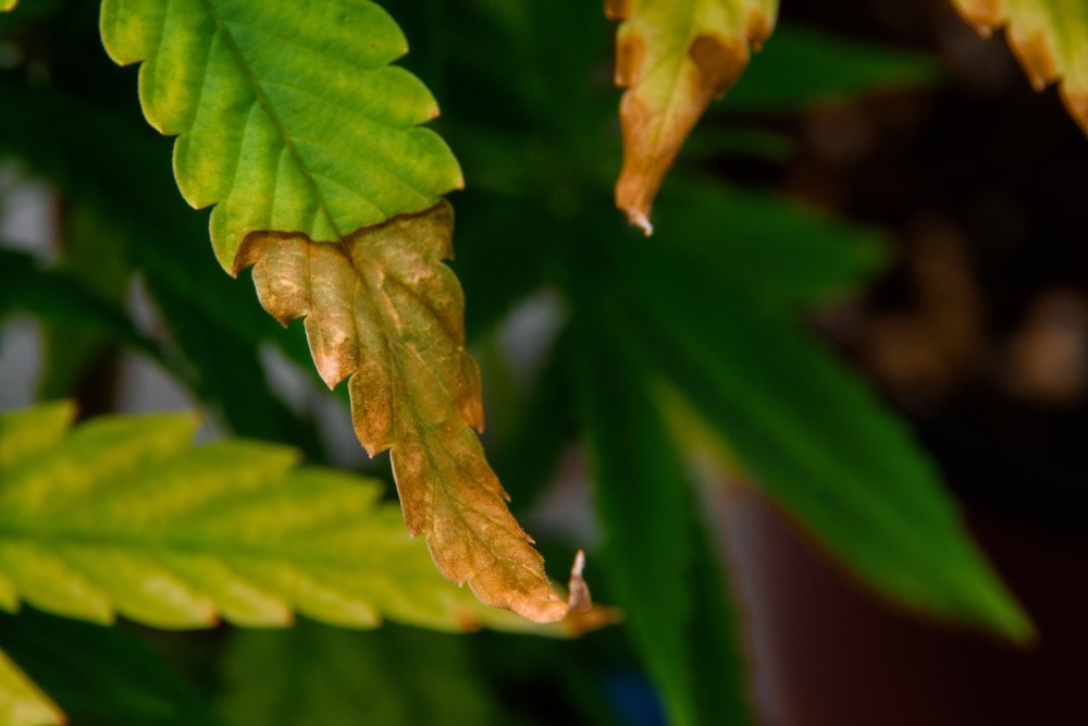 brown marijuana leaf and curling