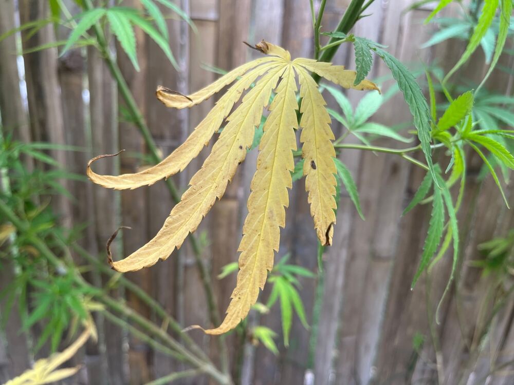 marijuana leaf with calcium deficiency