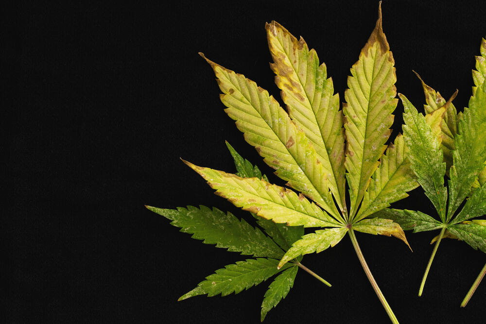 marijuana leaves with zinc deficiency