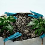 marijuana plant LST growing method