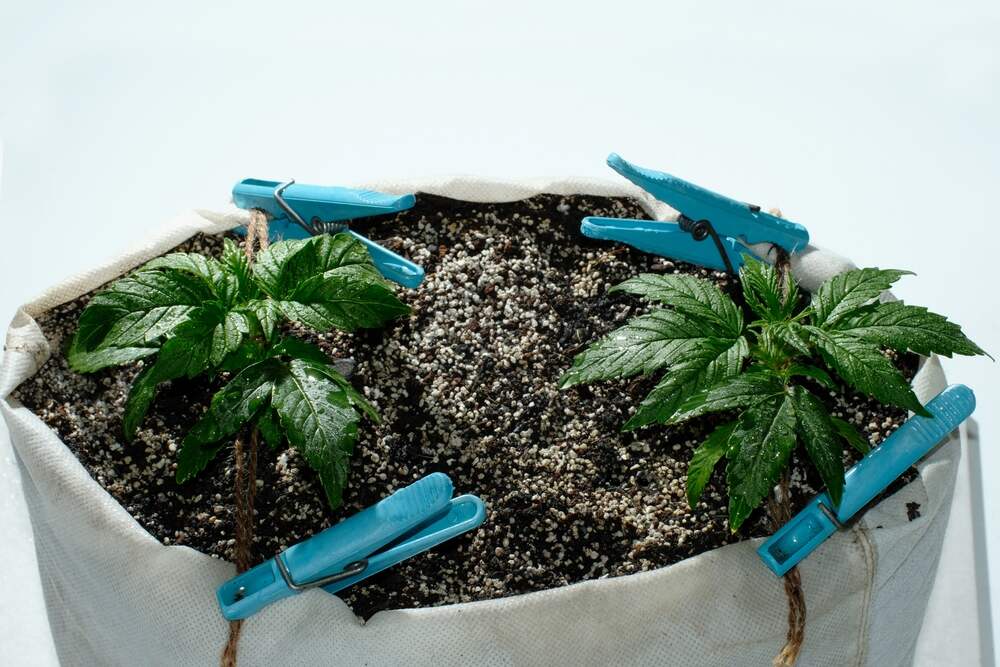 marijuana plant LST growing method