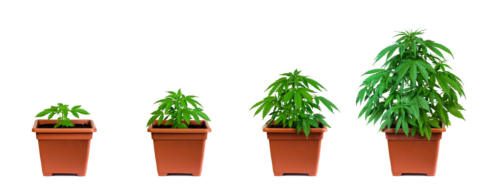  marijuana plant in four growing phases