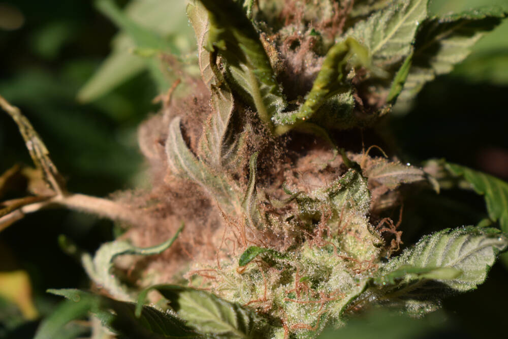 marijuana plant showing signs of bud rot