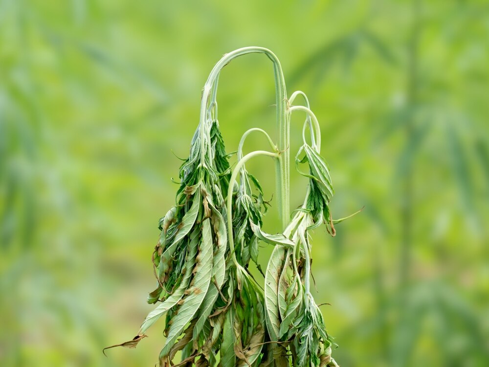 marijuana plant with fusarium disease