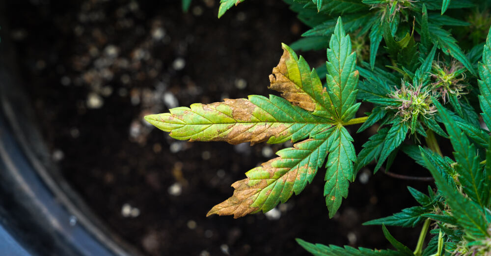 marijuana plant with nutrient deficiencies