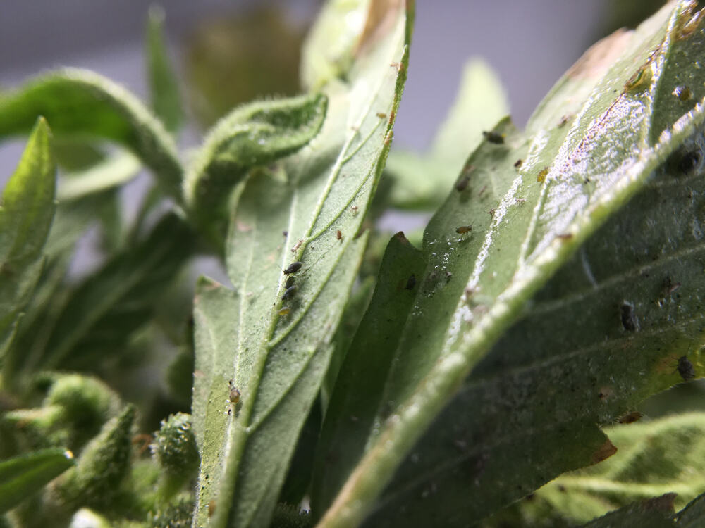 insects on cannabis leaves