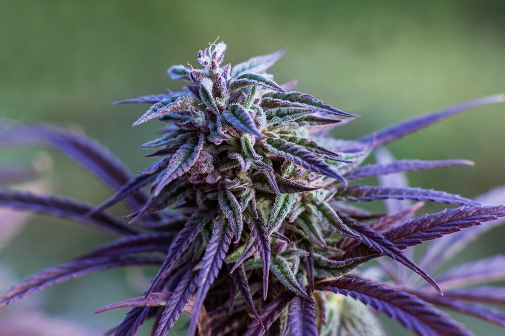 purple buds and leaves on cannabis plant