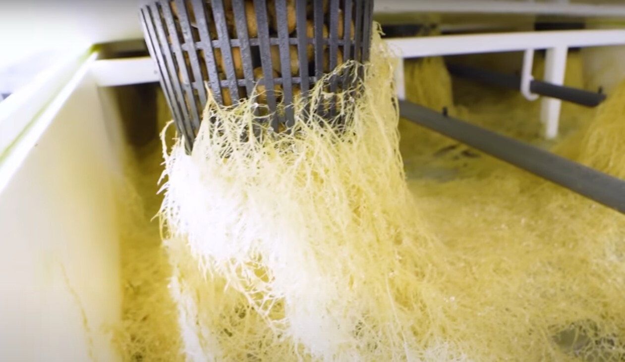 roots of a cannabis plant in an aeroponics grow system