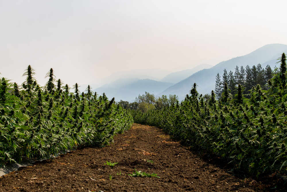 rows of cannabis plants growing naturally by mountains