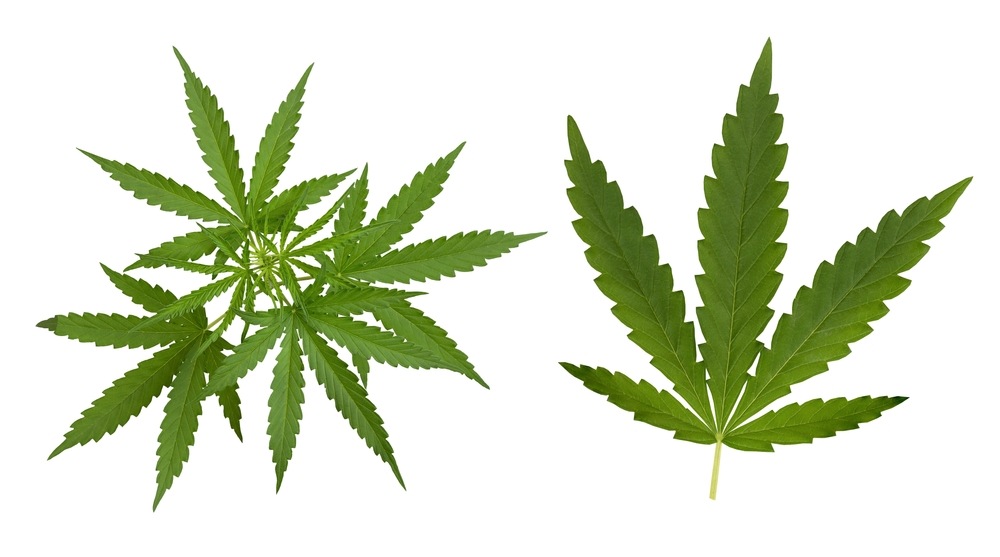 ruderalis cannabis leaves