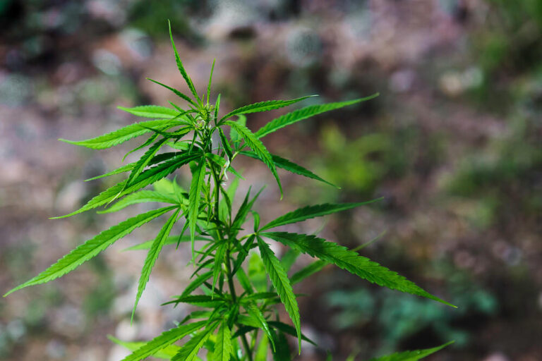 ruderalis cannabis plant growing outdoors